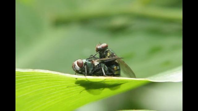 Nature photography using Canon EOS 550D with 50mm f1.8 lens смотреть онлайн