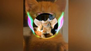 симбочка - симба я люблю тебя