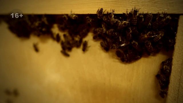 Маршрут "По Башкирии и Южному Уралу". Часть 2. Башкирский мёд. смотреть онлайн