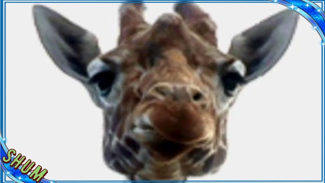 Пятнашки (ПЛЯЦКОВСКИЙ М. С.) Сказка