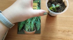 Комнатные растения из семян. Мой опыт.