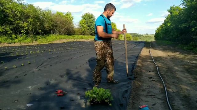 Как посадить кассетную рассаду клубники смотреть онлайн