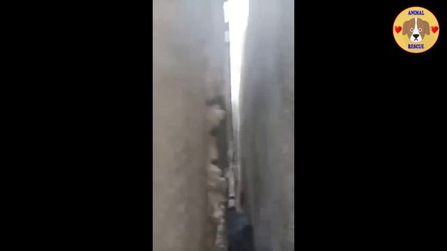 The Puppy Was Stuck Between Two Walls, The More Struggled, The More Stuck Was.. смотреть онлайн