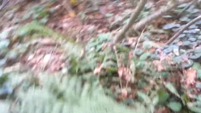 Осенние опята! Очень много грибов смотреть онлайн