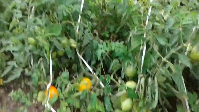 Томаты «хурма» для открытого грунта, крупностенные желтые смотреть онлайн