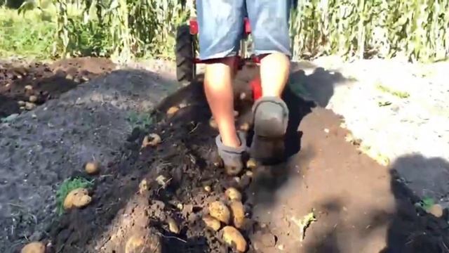 МОТОБЛОК - МОЙ ЖЕЛЕЗНЫЙ КОНЬ. ? КОПКА КАРТОШКИ. УРОЖАЙ 2022. смотреть онлайн