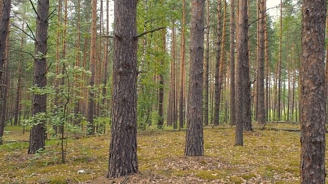 Радиолюбительские шутки прибаутки )) смотреть онлайн