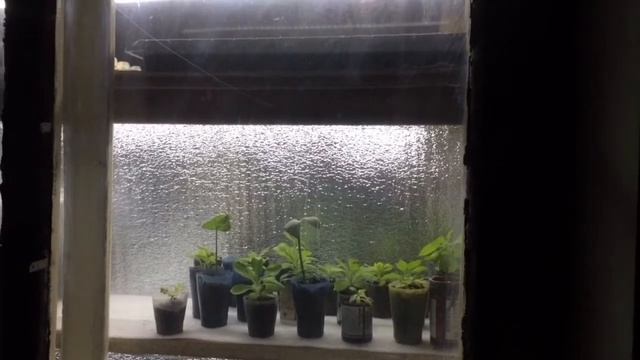 Организация рассады на окне. Экономия места и денег. смотреть онлайн