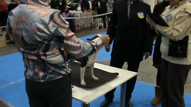 9.12.12 Кiev FCI-CACIB-UA, Boston terrier, female-intermedia