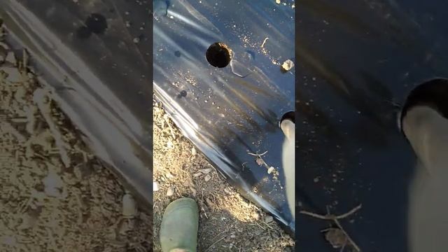 Можно ли сажать клубнику в жару? смотреть онлайн