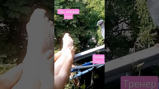 Вместе с диким ГОЛУБЕМ делаем ЗАРЯДКУ / приручение голубя