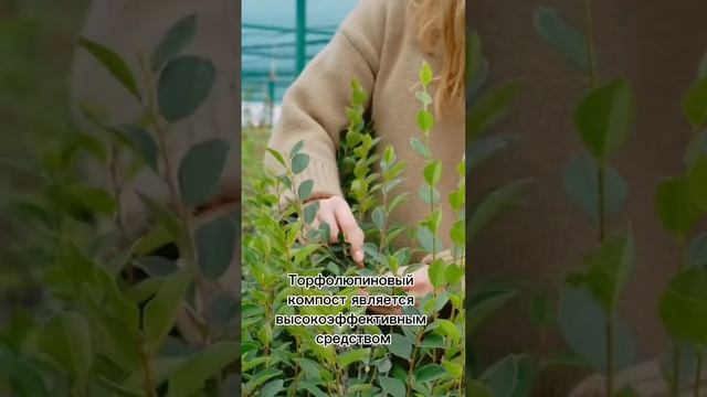 Рассказываем про торфолюпиновый компост #огород #весналето #дача #компост #грунт смотреть онлайн