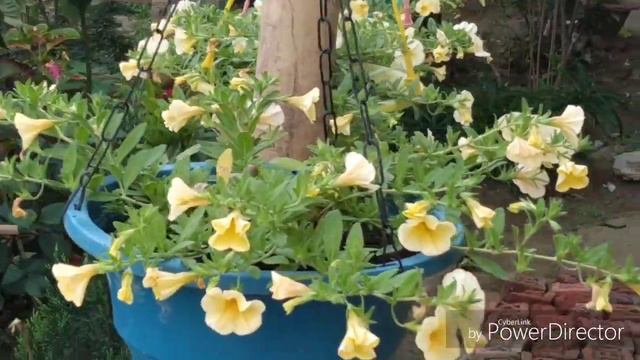 Garden overview identify..(. মোৰ বাগিচাৰ ফুলৰ পৰিচয়) смотреть онлайн