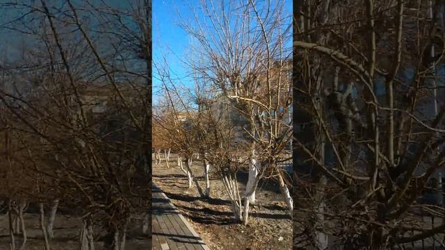 Иду по улице Абая в Абае - улица бульварная, деревья караганник и яблони дички 28 Марта 2023 года смотреть онлайн