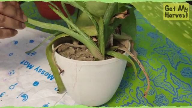 How to Grow Aloe Vera at Home | Grow Aloe Vera Plant 👨🏻🌾🏡 👨🏻🌾 GetMyHarvest смотреть онлайн