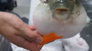 Pufferfish eating a carrot (perfect sound) // рыба Фугу ест морковь (чистый звук, без шума)