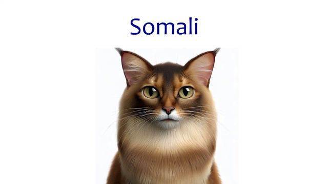 Flashcards: Cat Breeds смотреть онлайн