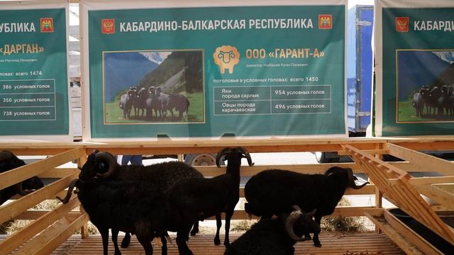 ФОТО ПЛЕМЕННЫХ ПОРОД ОВЕЦ И КОЗ НА 23 РОССИЙСКОЙ ВЫСТАВКЕ смотреть онлайн
