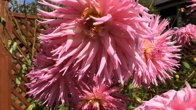 Light Pink 'Park Princess' Dwarf Cactus Dahlia #dahlia #parkprincess #gardening #worldgardeners смотреть онлайн