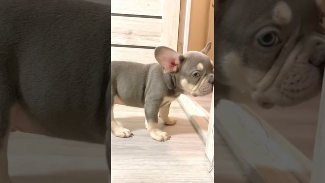 Французский бульдог лилак масклес смотреть онлайн