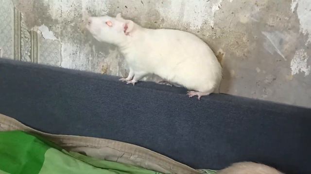 Стримеры на выгуле! 🤗 Декоративные крысы хотят помогать, гулять, мешать и... 🐭 (Fancy Rats) 🐭 смотреть онлайн