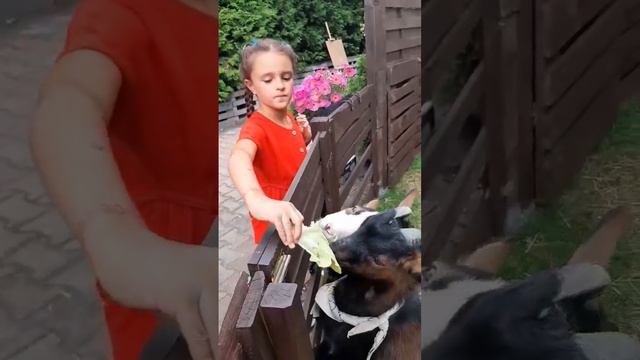 Козлята.Секрет зубов коз Знаете ответ? Пишите в ком. Как едят козлята. #коза #goat #animals #nature смотреть онлайн