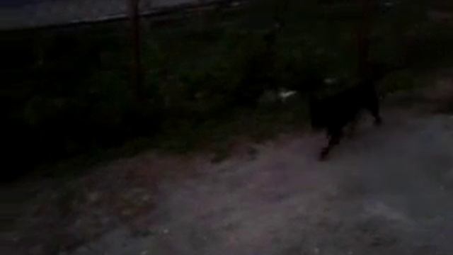 французский бульдог !!! смотреть онлайн