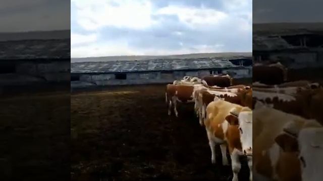 Бычки Симменталы, продажа на экспорт из России. продаем оптом.