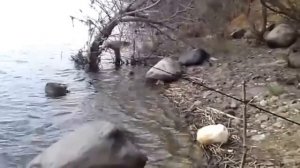 Я ловлю на Донку с колокольчиком