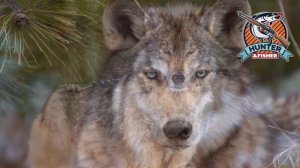 Волки напали на человека!! Жутко но это статистика..