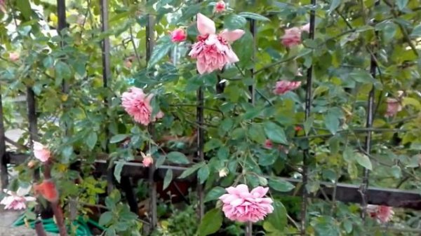 The 'Paul Transon' rose