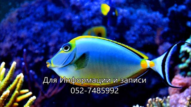 Сорок минут раслабительной медитации с тибетскими чашами смотреть онлайн