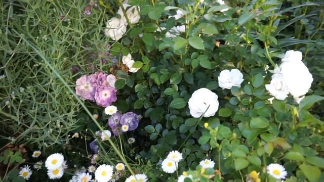 Роза Мария Терезия. Ошибки плотной посадки.