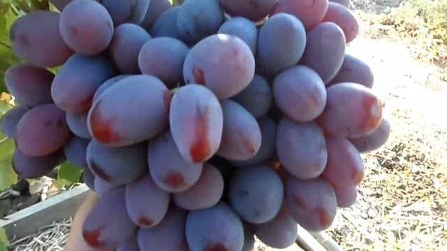 Виноград Фавор 2015 (Панченко) смотреть онлайн