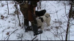 Охота на лесную куницу с лайками