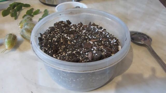 Флорариум в электрочайнике смотреть онлайн