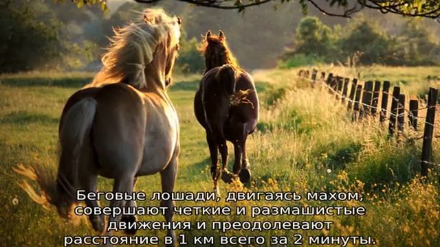 Способ бега лошади