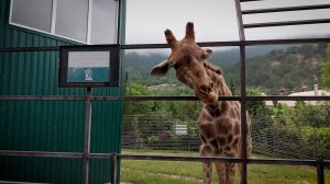 Ялтинский зоопарк "Сказка". Первый зоопарк Олега Зубкова. Крым. Июнь 2023. 1 часть.