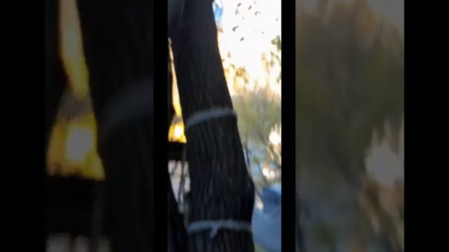 Кормлю рыжую белочку 28 октября 2023г смотреть онлайн