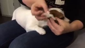 Заклеить уши джек рассел терьер очень просто.