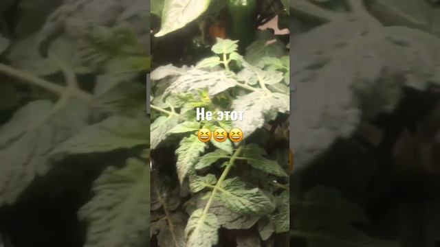 ?Почему я выбираю детерминантный сорт #garden #plant #gardening #tomato #vegetable смотреть онлайн