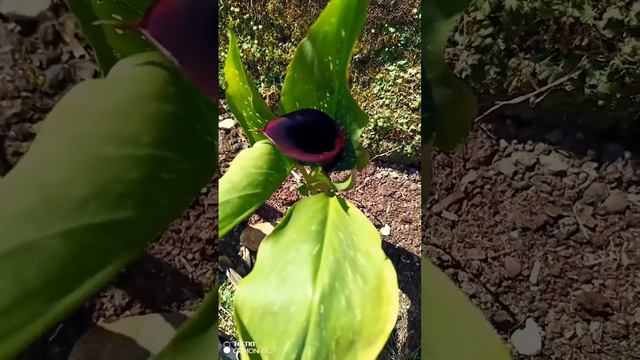 Каллы смотреть онлайн