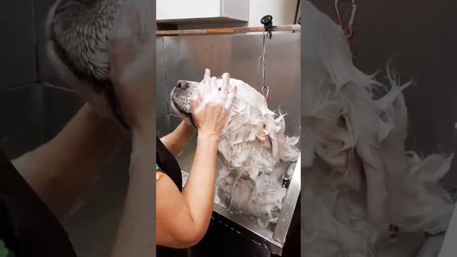 Сколько вычесали!!! )) #шорт #шортс #домашниеживотные смотреть онлайн