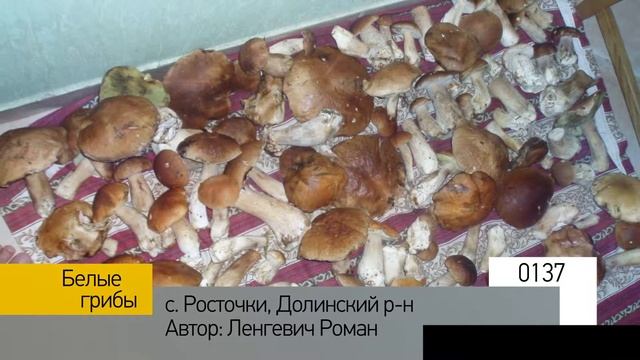Фотоальбом - Тихая охота №28 смотреть онлайн