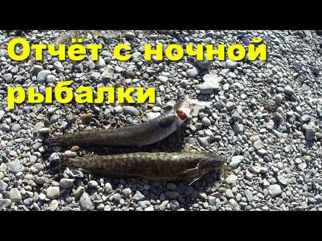 Отчёт с ночной рыбалки. Налим смотреть онлайн