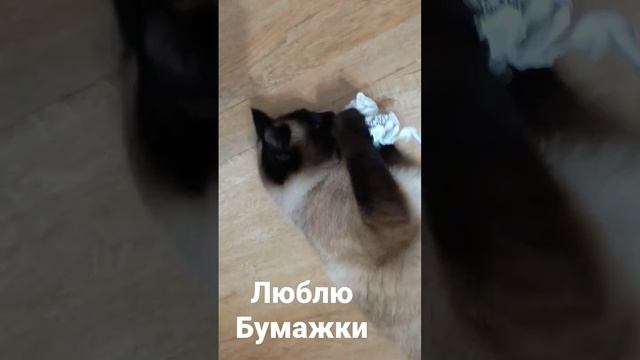 смешные моменты ТАЙСКАЯ КОШКА