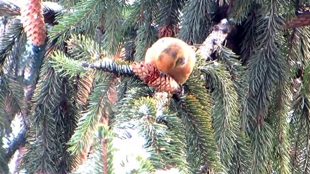 КЛЁСТ- еловик смотреть онлайн