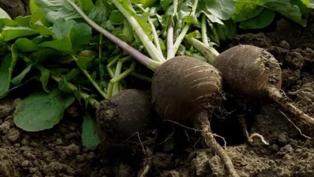 Как улучшить самочувствие Где взять энергию Силу и бодрость весной ЧУДО РЕДЬКА смотреть онлайн