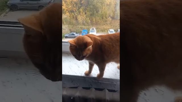 Кот Рыжик на подоконнике, животные, музыка, песенка