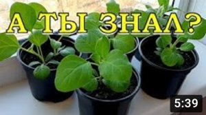 ШПАРГАЛКА по выращиванию рассады БАКЛАЖАНОВ: от посева до высадки в грунт???